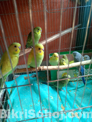 বাজরিগর পাখি